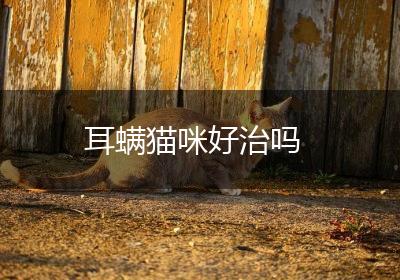 耳螨猫咪好治吗