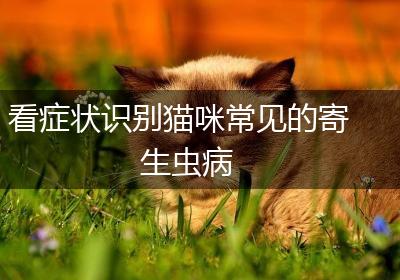 看症状识别猫咪常见的寄生虫病