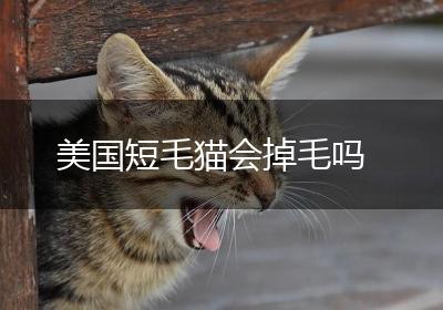 美国短毛猫会掉毛吗
