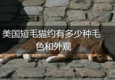美国短毛猫约有多少种毛色和外观