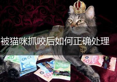 被猫咪抓咬后如何正确处理