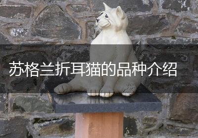 苏格兰折耳猫的品种介绍