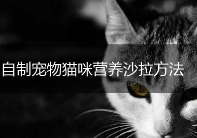 自制宠物猫咪营养沙拉方法