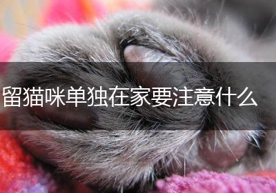 留猫咪单独在家要注意什么