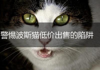 警惕波斯猫低价出售的陷阱