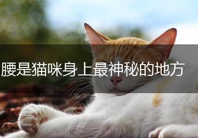 腰是猫咪身上最神秘的地方