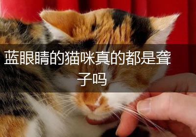蓝眼睛的猫咪真的都是聋子吗