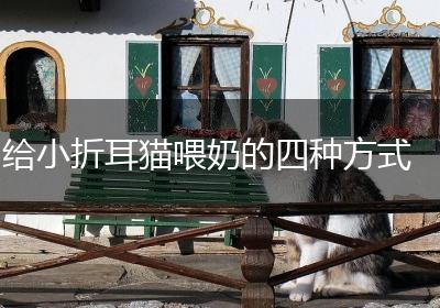 给小折耳猫喂奶的四种方式