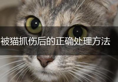 被猫抓伤后的正确处理方法