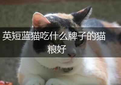 英短蓝猫吃什么牌子的猫粮好
