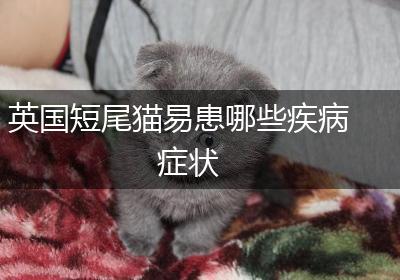 英国短尾猫易患哪些疾病症状