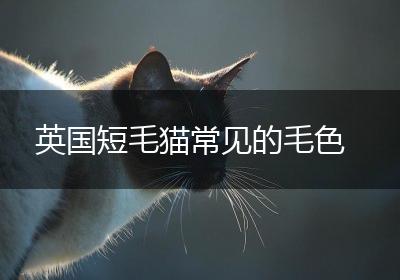 英国短毛猫常见的毛色