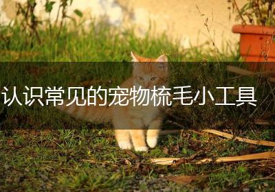 认识常见的宠物梳毛小工具