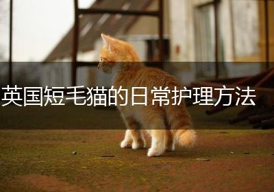 英国短毛猫的日常护理方法