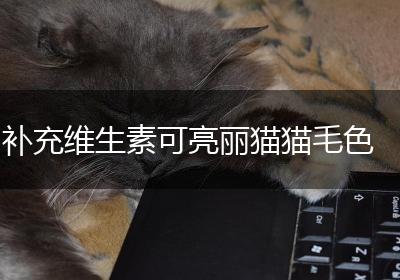 补充维生素可亮丽猫猫毛色