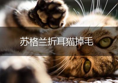 苏格兰折耳猫掉毛