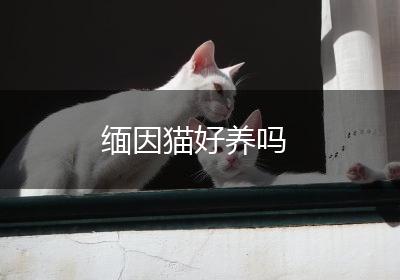 缅因猫好养吗