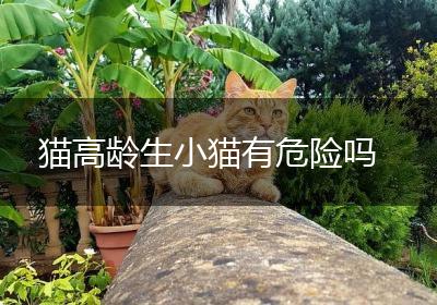 猫高龄生小猫有危险吗