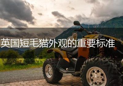英国短毛猫外观的重要标准