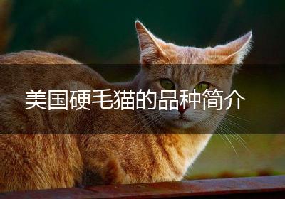 美国硬毛猫的品种简介