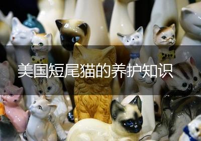美国短尾猫的养护知识