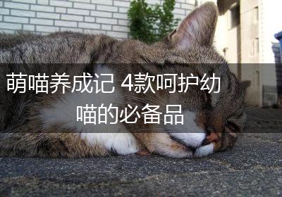 萌喵养成记 4款呵护幼喵的必备品