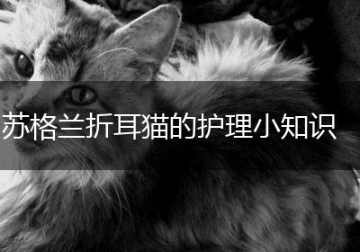 苏格兰折耳猫的护理小知识