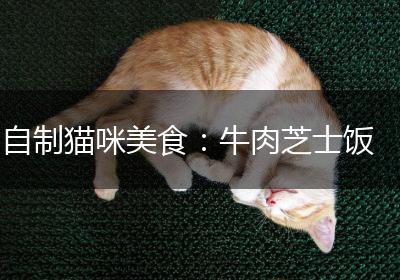 自制猫咪美食：牛肉芝士饭