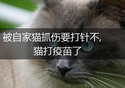 被自家猫抓伤要打针不,猫打疫苗了