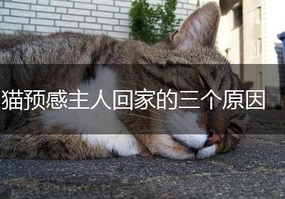 猫预感主人回家的三个原因