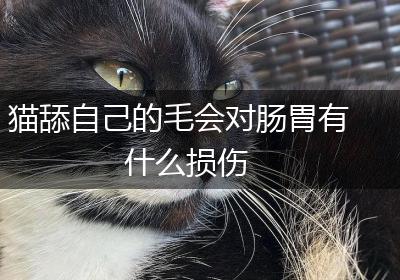 猫舔自己的毛会对肠胃有什么损伤
