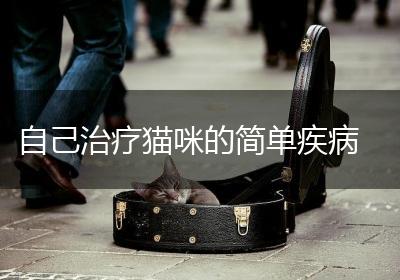 自己治疗猫咪的简单疾病