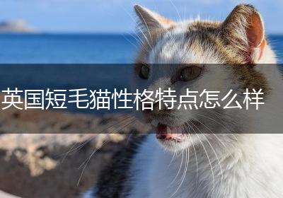 英国短毛猫性格特点怎么样