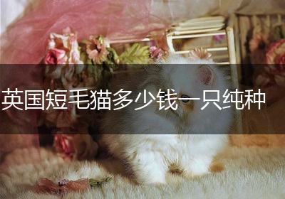 英国短毛猫多少钱一只纯种
