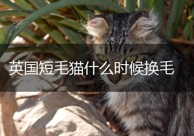 英国短毛猫什么时候换毛