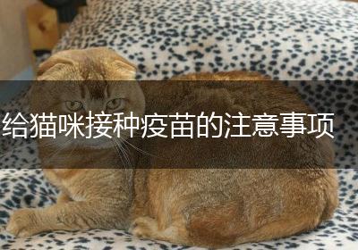 给猫咪接种疫苗的注意事项