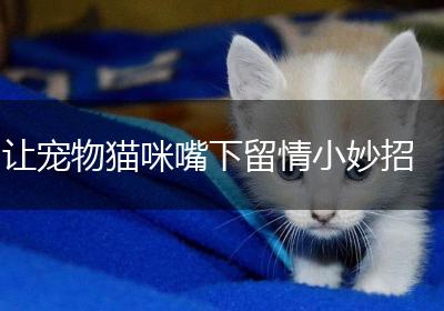 让宠物猫咪嘴下留情小妙招