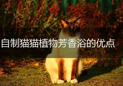 自制猫猫植物芳香浴的优点