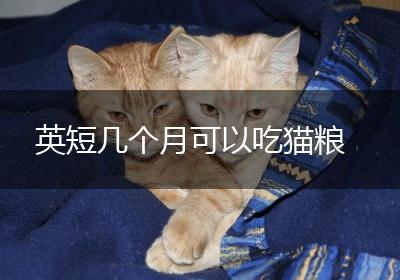 英短几个月可以吃猫粮
