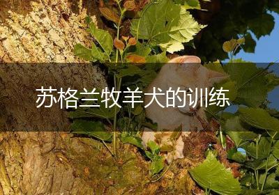 苏格兰牧羊犬的训练