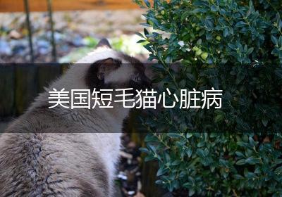 美国短毛猫心脏病