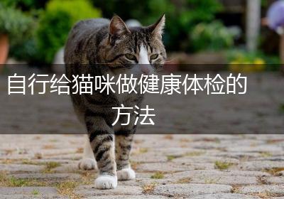 自行给猫咪做健康体检的方法