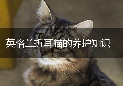 英格兰折耳猫的养护知识