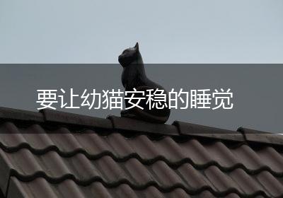 要让幼猫安稳的睡觉