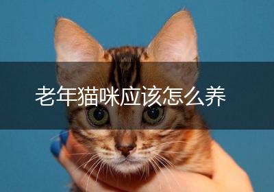 老年猫咪应该怎么养