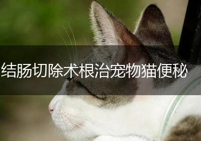 结肠切除术根治宠物猫便秘