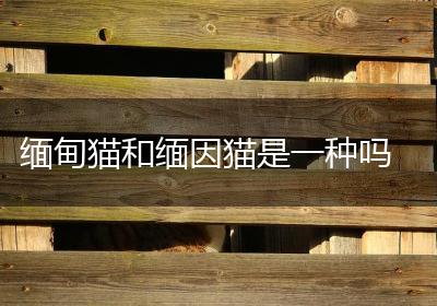 缅甸猫和缅因猫是一种吗