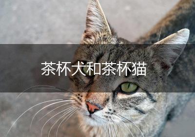 茶杯犬和茶杯猫