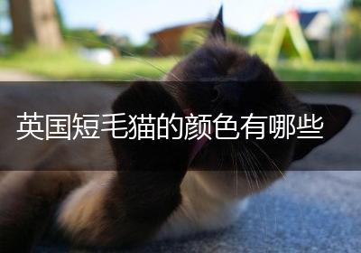 英国短毛猫的颜色有哪些