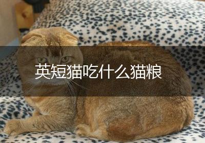 英短猫吃什么猫粮